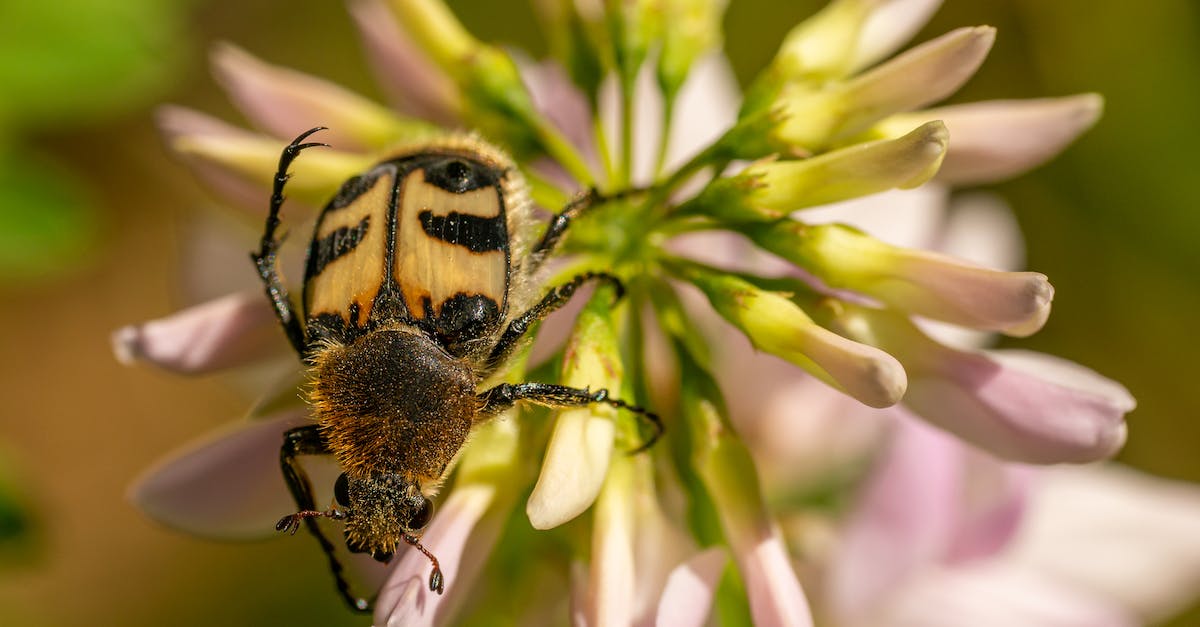 How to skip Decepti0n initiation animation? - Black and Yellow Bee on Purple Flower How to skip Decepti0n initiation animation? - Black and Yellow Bee on Purple Flower