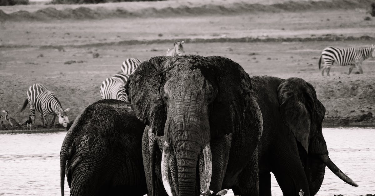 How to skip Decepti0n initiation animation? - Elephant Walking on the Field How to skip Decepti0n initiation animation? - Elephant Walking on the Field