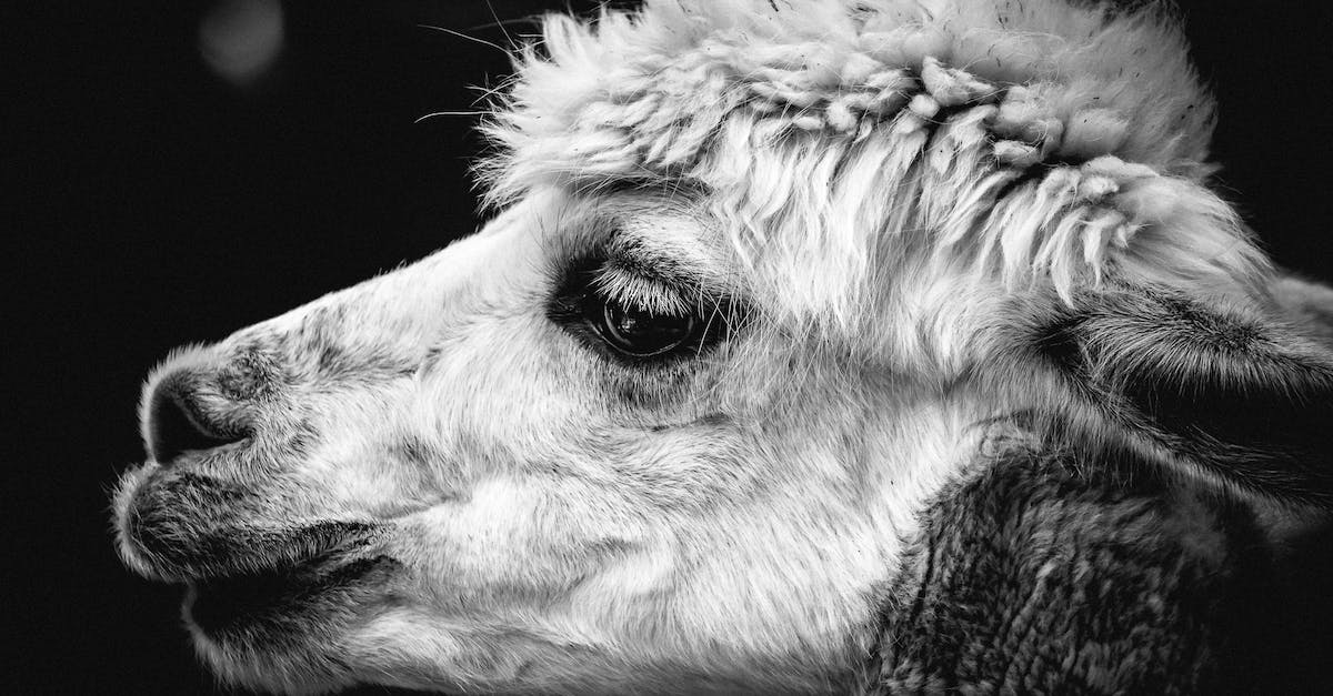 How to spawn a mob with dyed wool head - Close-up of Alpaca How to spawn a mob with dyed wool head - Close-up of Alpaca