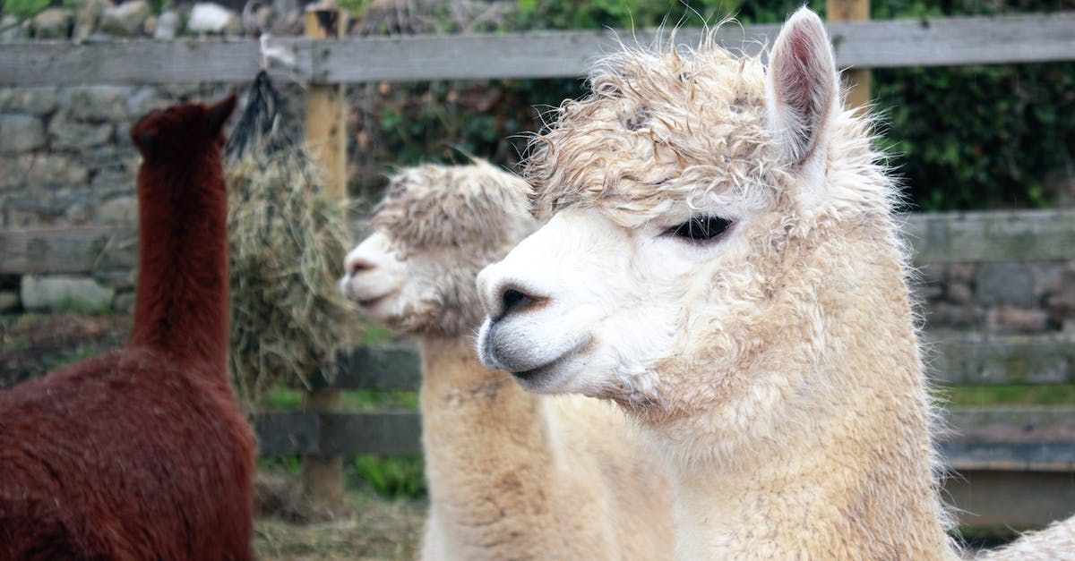 How to spawn a mob with dyed wool head - Close-up Photography of Two Beige Lamas How to spawn a mob with dyed wool head - Close-up Photography of Two Beige Lamas