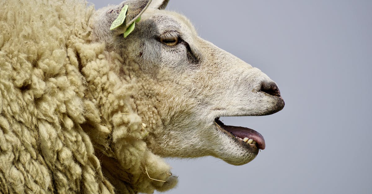 How to spawn a mob with dyed wool head - Beige Lamb How to spawn a mob with dyed wool head - Beige Lamb