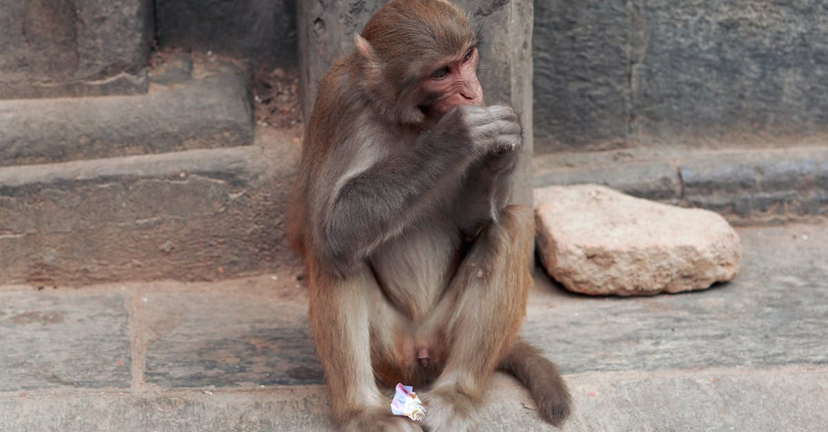 How to start The Secret Of Monkey Island in ScummVM? - Monkey Sitting on the Floor How to start The Secret Of Monkey Island in ScummVM? - Monkey Sitting on the Floor