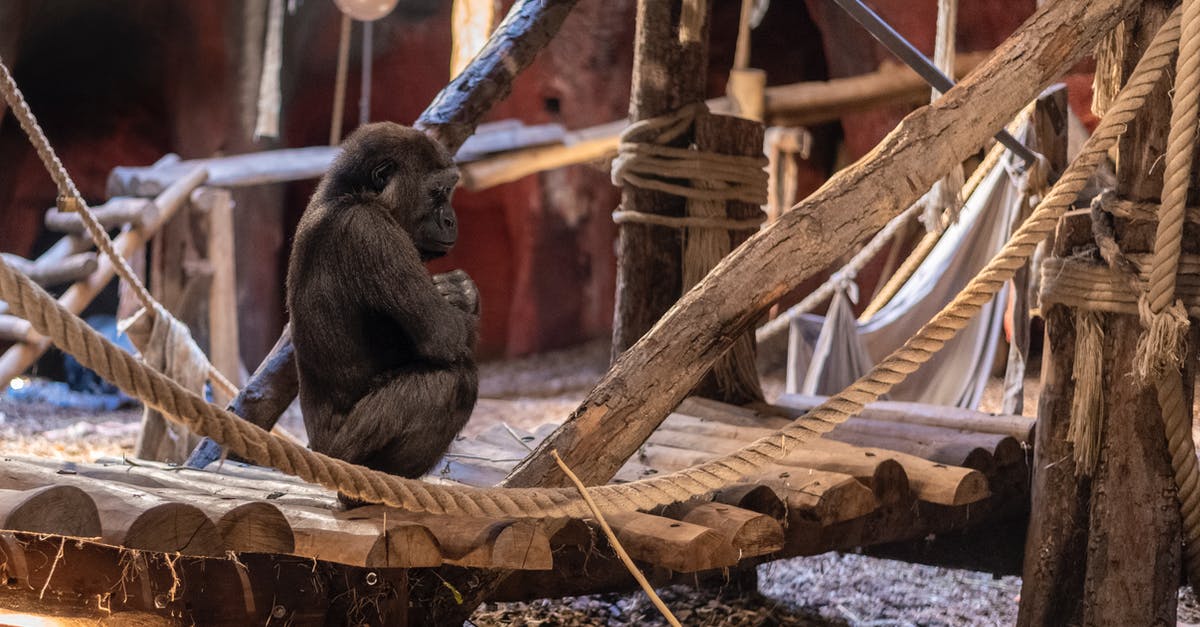 How to start The Secret Of Monkey Island in ScummVM? - Black Gorilla on Brown Wooden Boat How to start The Secret Of Monkey Island in ScummVM? - Black Gorilla on Brown Wooden Boat