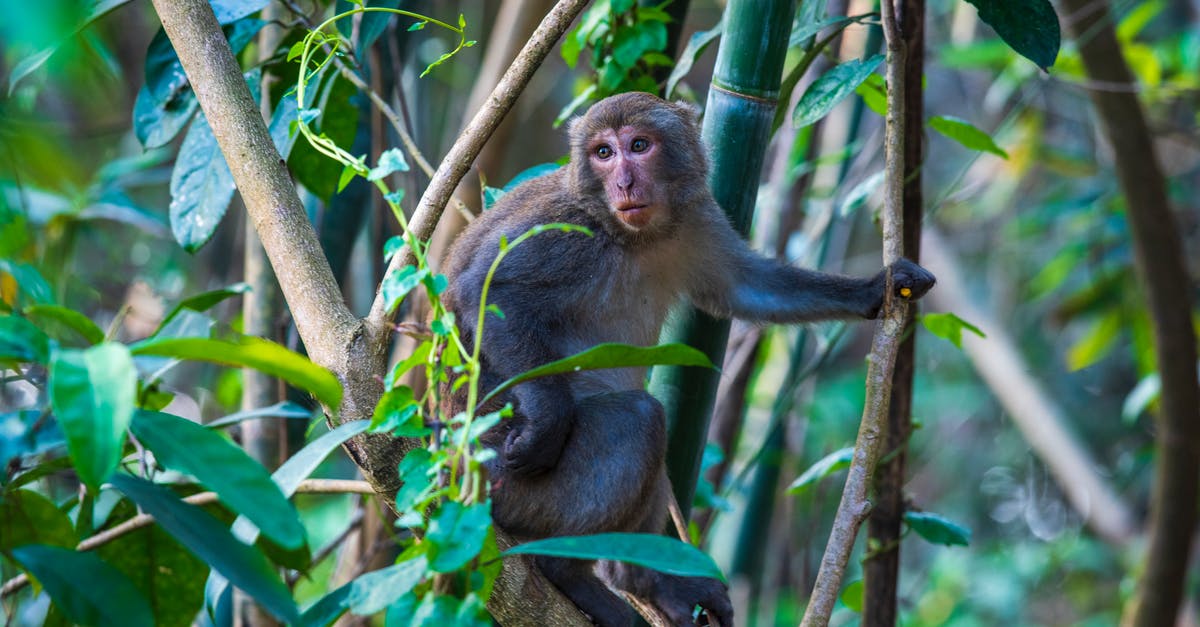 How to start The Secret Of Monkey Island in ScummVM? - Free stock photo of animal, ape, cute How to start The Secret Of Monkey Island in ScummVM? - Free stock photo of animal, ape, cute