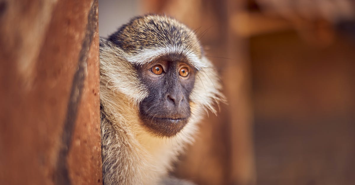How to start The Secret Of Monkey Island in ScummVM? - Brown and Black Monkey on Brown Tree Branch How to start The Secret Of Monkey Island in ScummVM? - Brown and Black Monkey on Brown Tree Branch