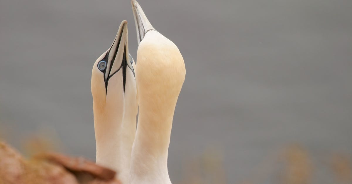 How To Summon ArmorStands With Blocks On There Heads In 1.9? - White Swan on Brown Rock