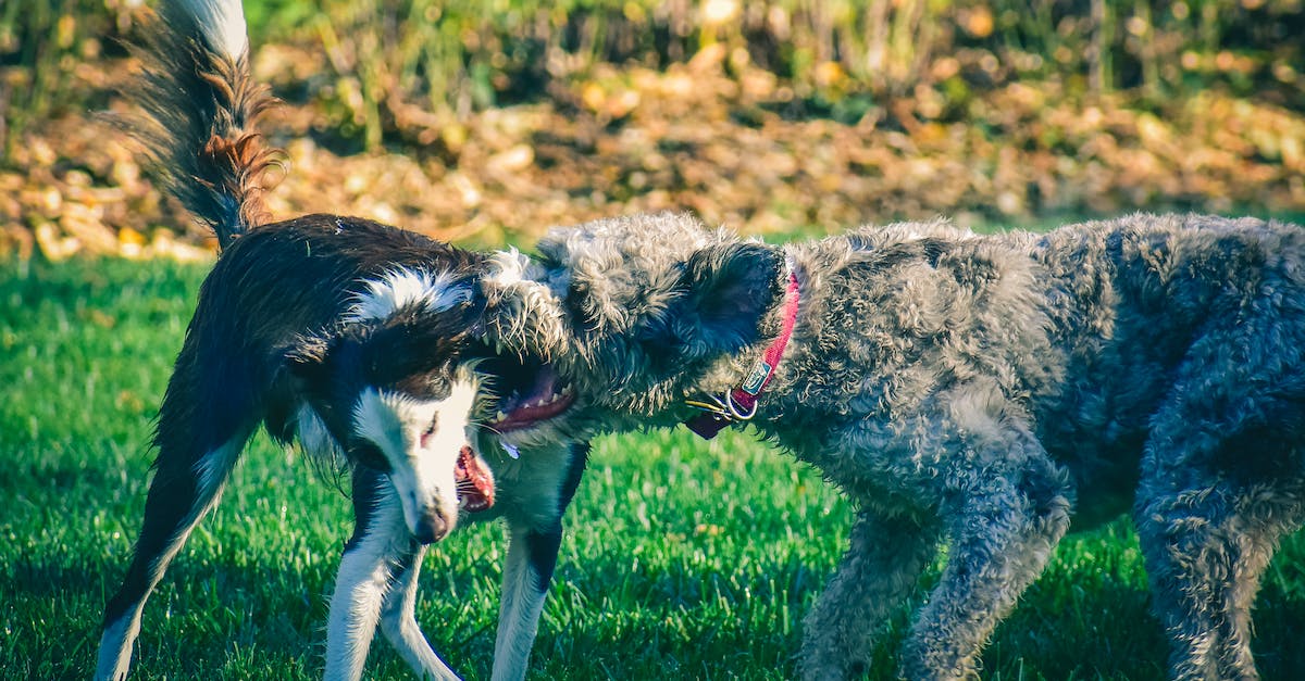 How to survive hound attacks at night? - Purebred dogs biting each other on grassy meadow