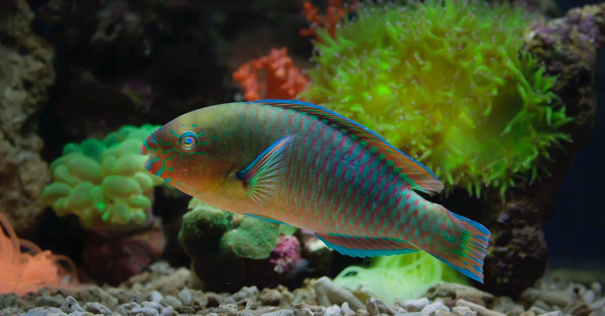 How to tank (get threat) as a low level paladin in Neverwinter? - Parrotfish in Fish Tank How to tank (get threat) as a low level paladin in Neverwinter? - Parrotfish in Fish Tank