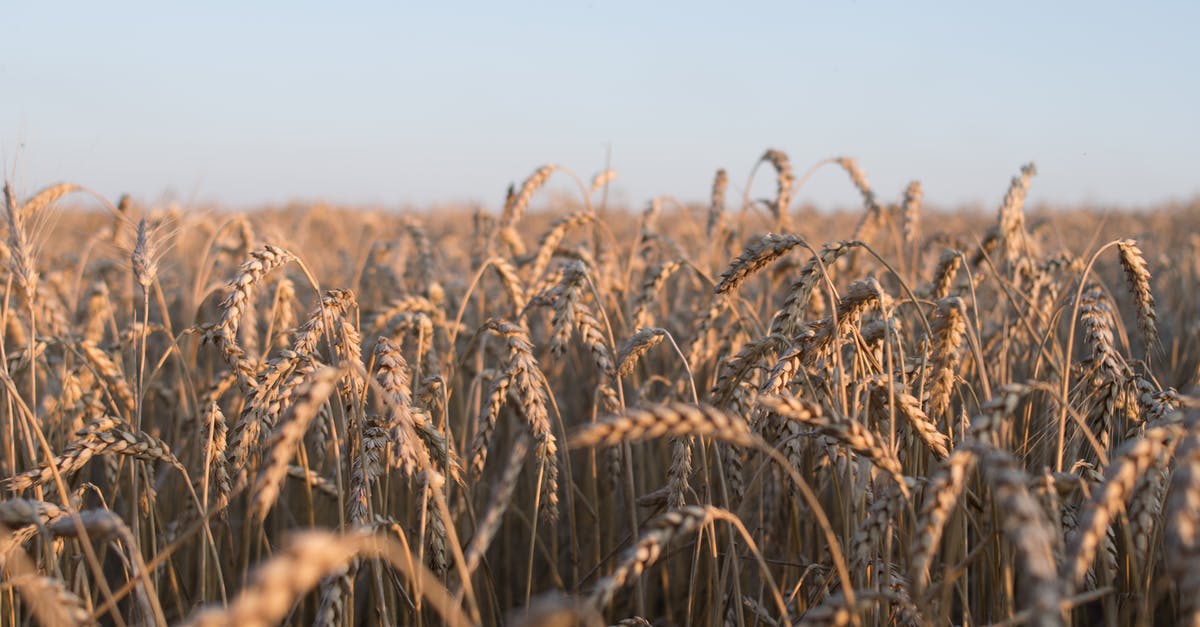 How to /testfor 10 wheat [duplicate] - Brown Wheat Field