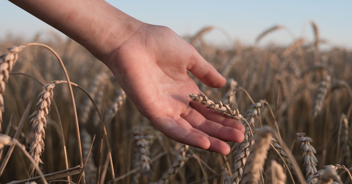 How to /testfor 10 wheat [duplicate] - Free stock photo of agriculture, barley, bread