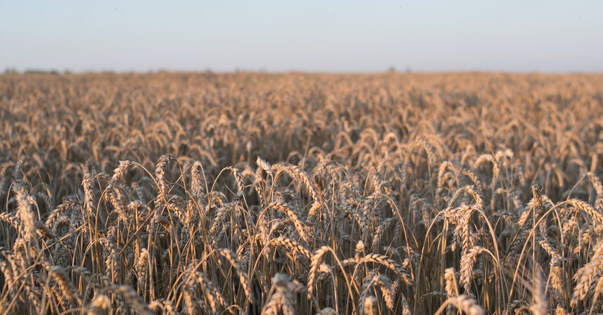 How to /testfor 10 wheat [duplicate] - Field of Wheat