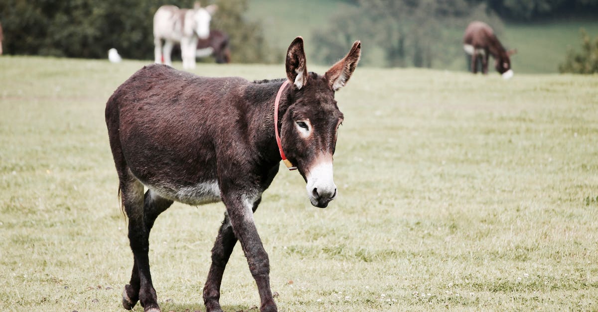 How to testfor a donkey in Minecraft - Donkey on Grass Field