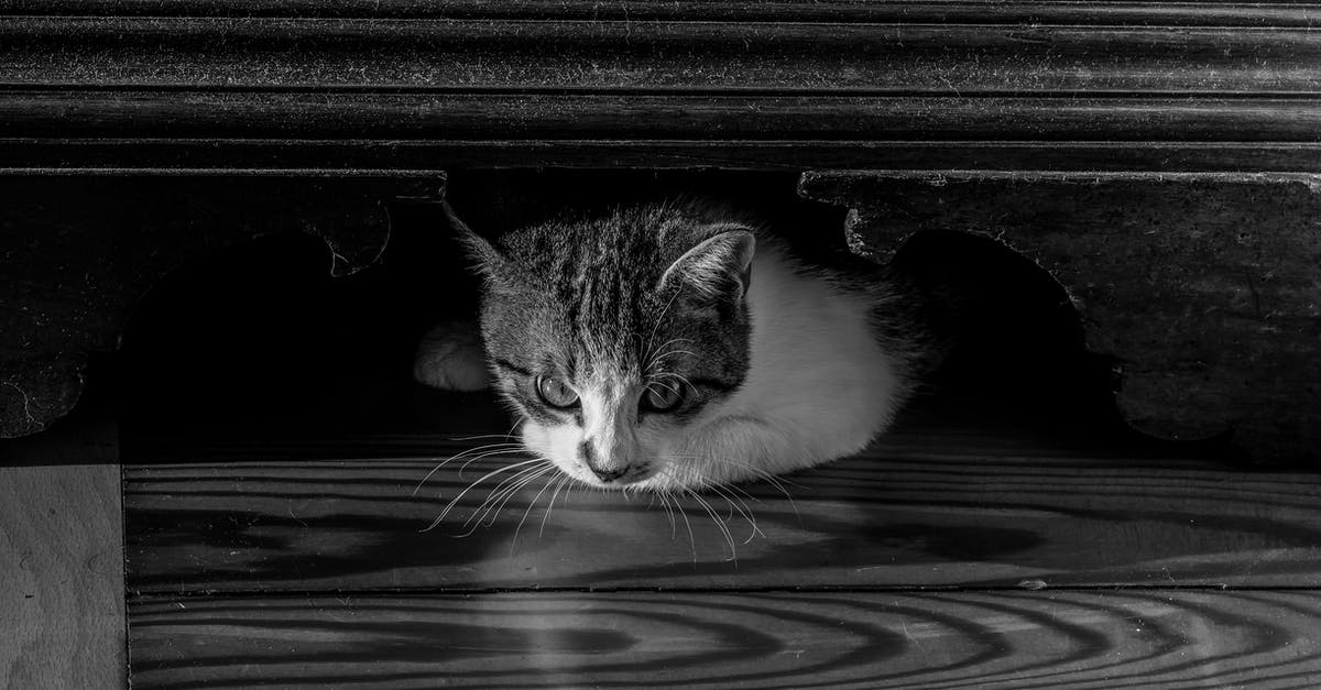 How to /testforblock chest with items and blocks inside [duplicate] - Curious cat in wooden chest