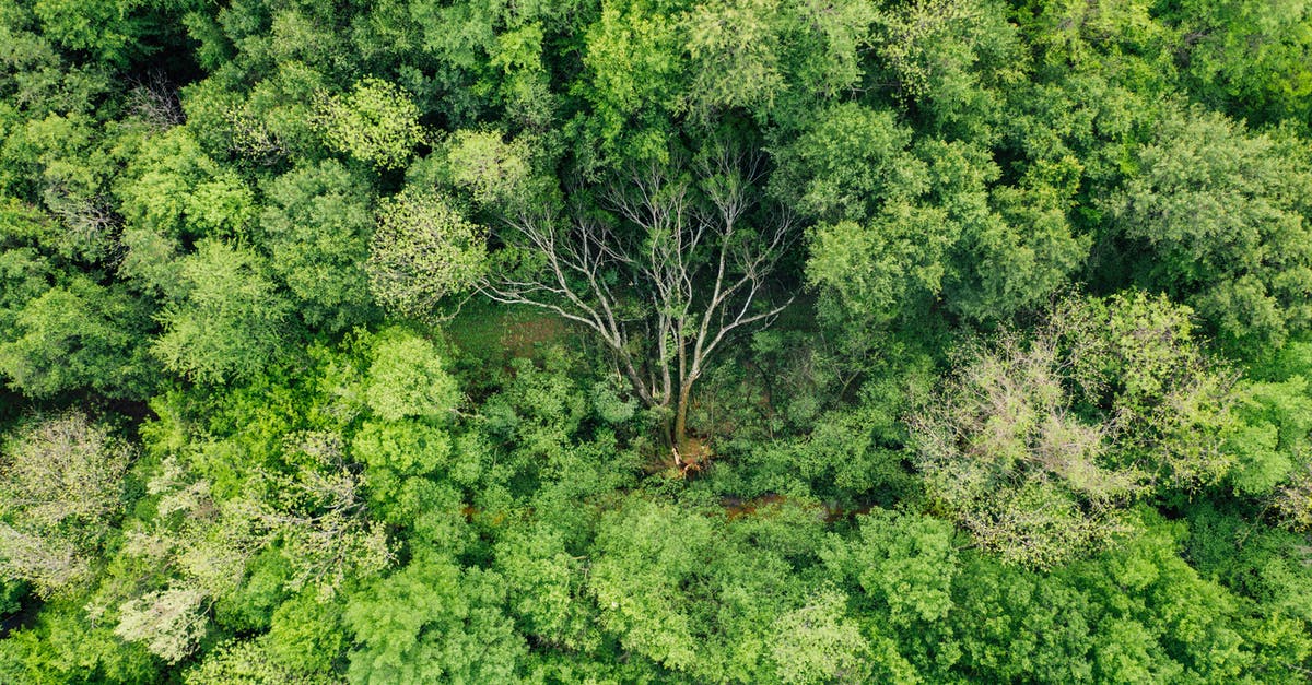 How to throw a grenade in a ground fight? - Green cut down tree lying on ground in forest How to throw a grenade in a ground fight? - Green cut down tree lying on ground in forest
