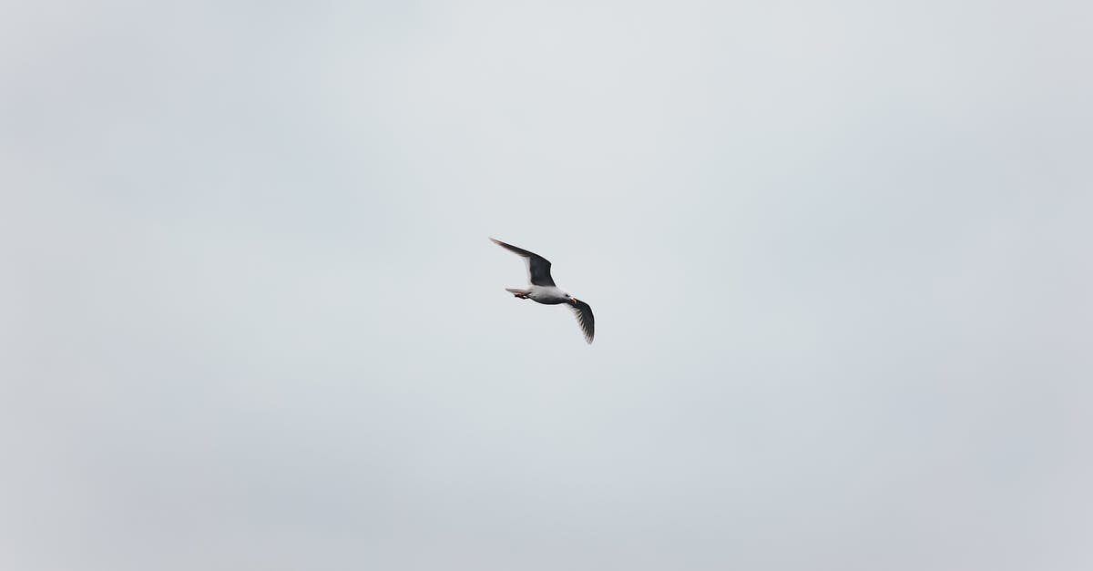 How to unload a single unit from warp prism/medivac without mouse actions - From below side view of small white bird spreading dark wings and looking ahead while flying in sky