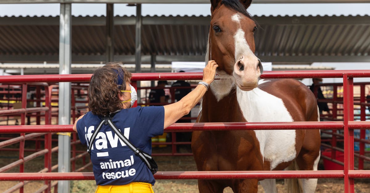 How to unlock horse masks in RDR2? - Woman Petting a Horse