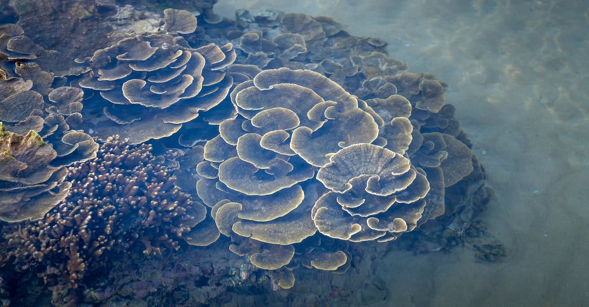 How to unlock Tortimer island in Animal Crossing:New Leaf - Polyp stony Montipora capricornis corals growing undersea in daytime