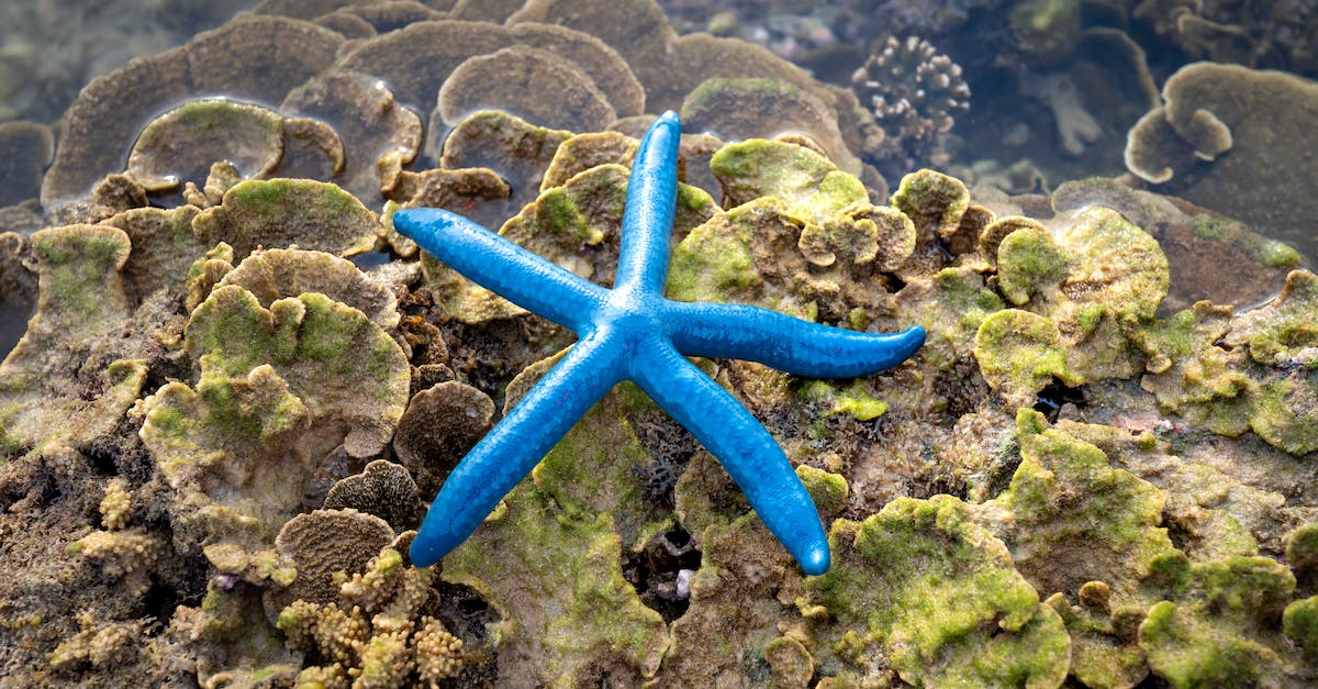 How to unlock Tortimer island in Animal Crossing:New Leaf - Blue sea star of coral reef growing underwater of ocean How to unlock Tortimer island in Animal Crossing:New Leaf - Blue sea star of coral reef growing underwater of ocean