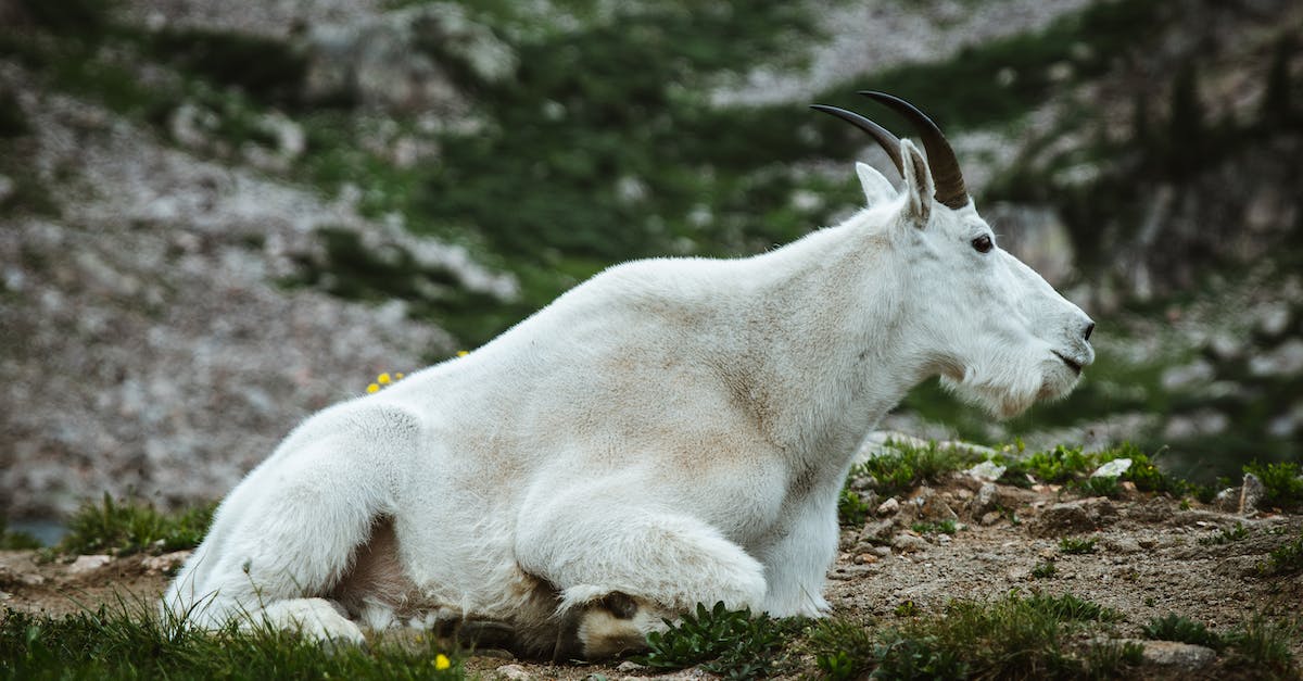 How to use Tall Goat and other rewards? - White Goat on Brown Soil