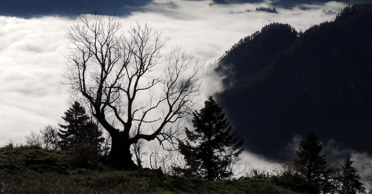 How to view the top scores in Nethack? - Leafless Tree on Mountain Top Over the Clouds How to view the top scores in Nethack? - Leafless Tree on Mountain Top Over the Clouds