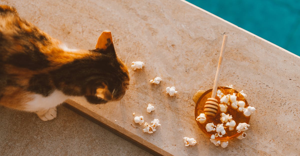 How was I murdered by Nyan Cat? - Free stock photo of animal, baking, cake