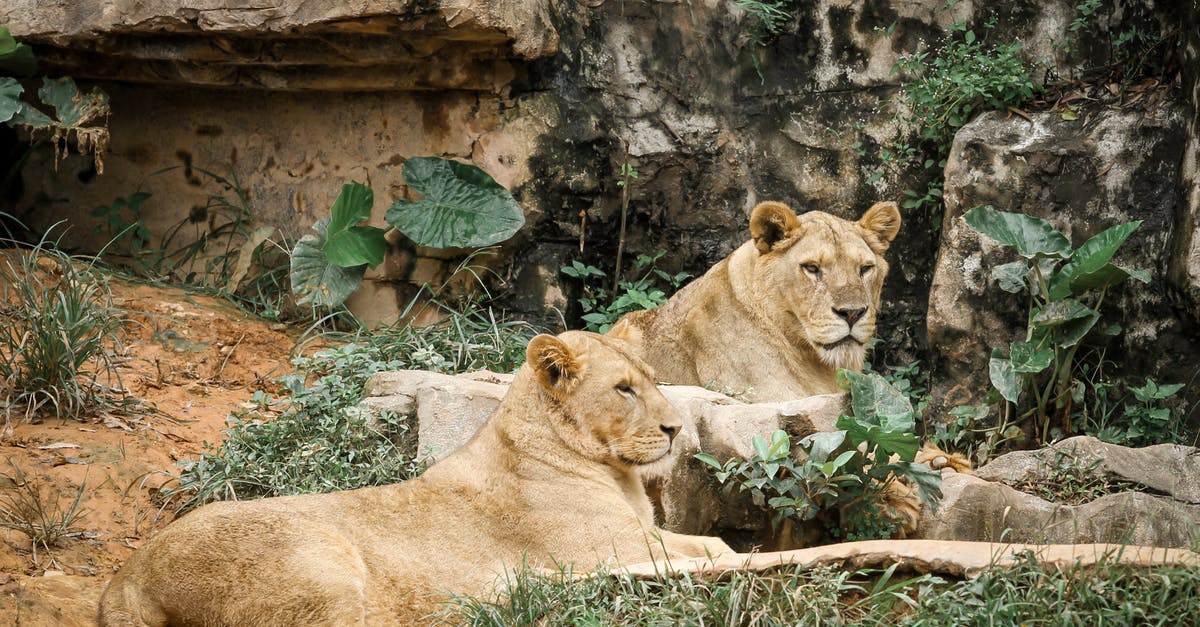 How was I murdered by Nyan Cat? - 