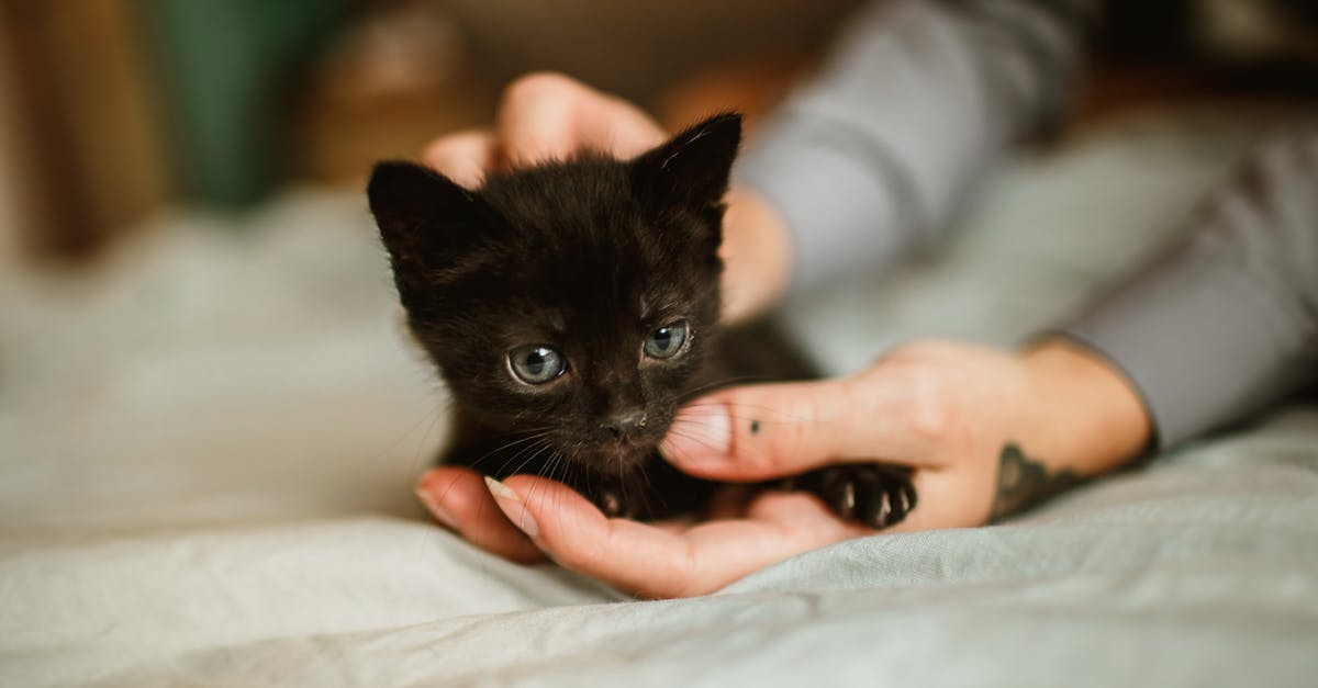 How was I murdered by Nyan Cat? - Black Kitten on Persons Hand