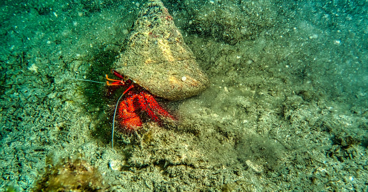 How would one be able to assign items a texture based upon their name? - Brown and White Sea Creature on the Body of Water