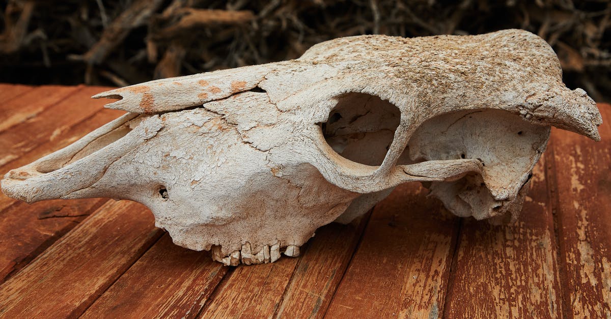 Hunt for Sylvanas: Where is Tobias Mistmantle? - Old dry skull of mammal animal with cracks and holes placed on wooden table against blurred background