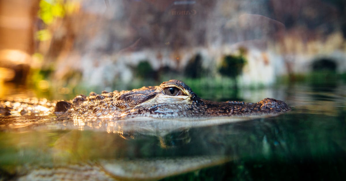 Hunting or normal spears for hunting low level creatures - Brown Reptile