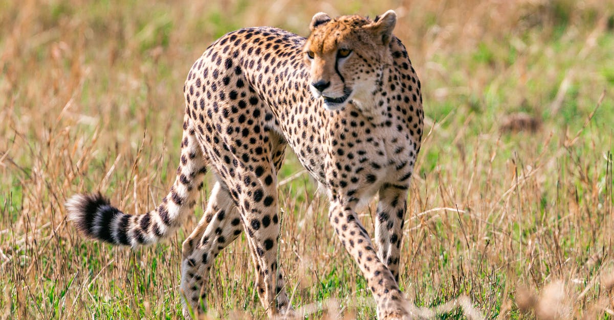 I'm at level 100 in sneak. Will the Jester's hat improve my sneak skill? - Wild cheetah with spotted fur walking on savanna looking for prey in daytime I'm at level 100 in sneak. Will the Jester's hat improve my sneak skill? - Wild cheetah with spotted fur walking on savanna looking for prey in daytime