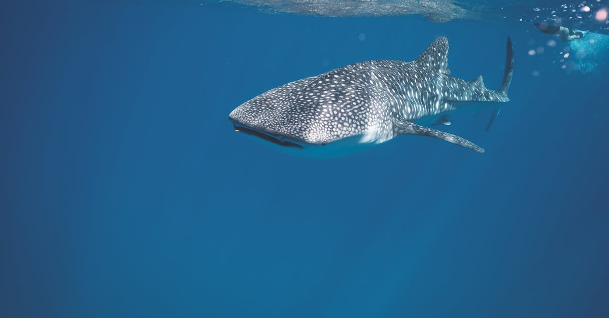 I've been past many sea snakes and sharks, but never encountered a shark with a purple fin. Is there a bug in my game? - Whale shark swimming under crystal clear water of ocean near surface under sunlights