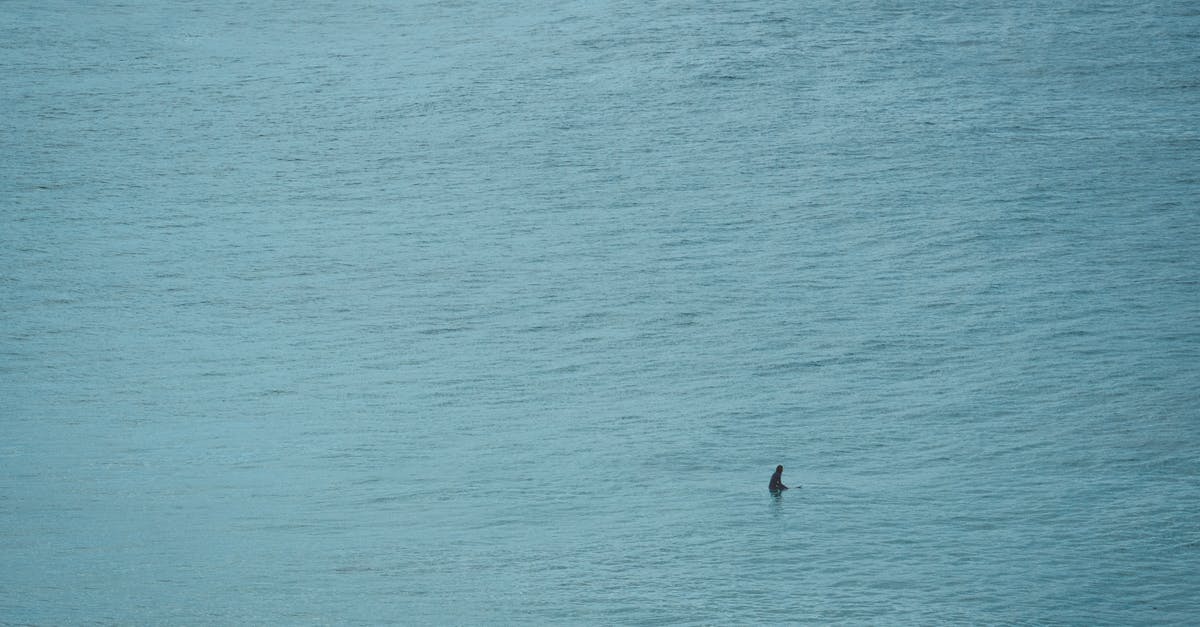 I've been past many sea snakes and sharks, but never encountered a shark with a purple fin. Is there a bug in my game? - Shark swimming in rippling blue ocean I've been past many sea snakes and sharks, but never encountered a shark with a purple fin. Is there a bug in my game? - Shark swimming in rippling blue ocean