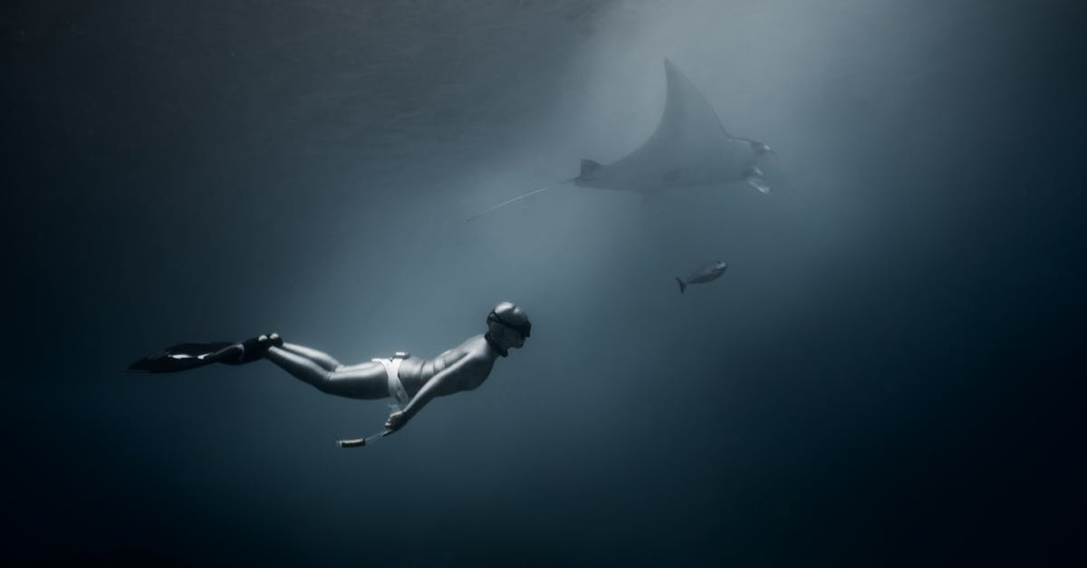 I've been past many sea snakes and sharks, but never encountered a shark with a purple fin. Is there a bug in my game? - Side view of anonymous diver in diving suit swimming in dark deep waters of ocean with shark