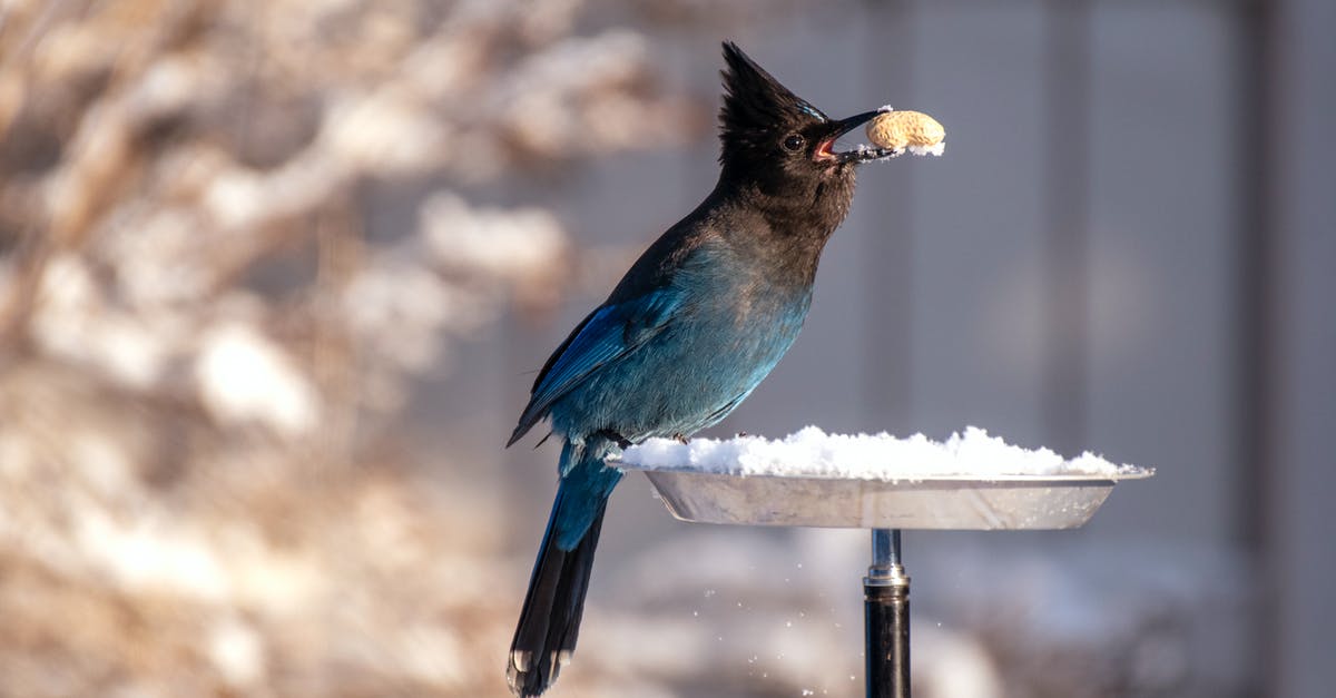 I've got a Feather, What's It For? - Shallow Focus Photography of Blue and Black Bird