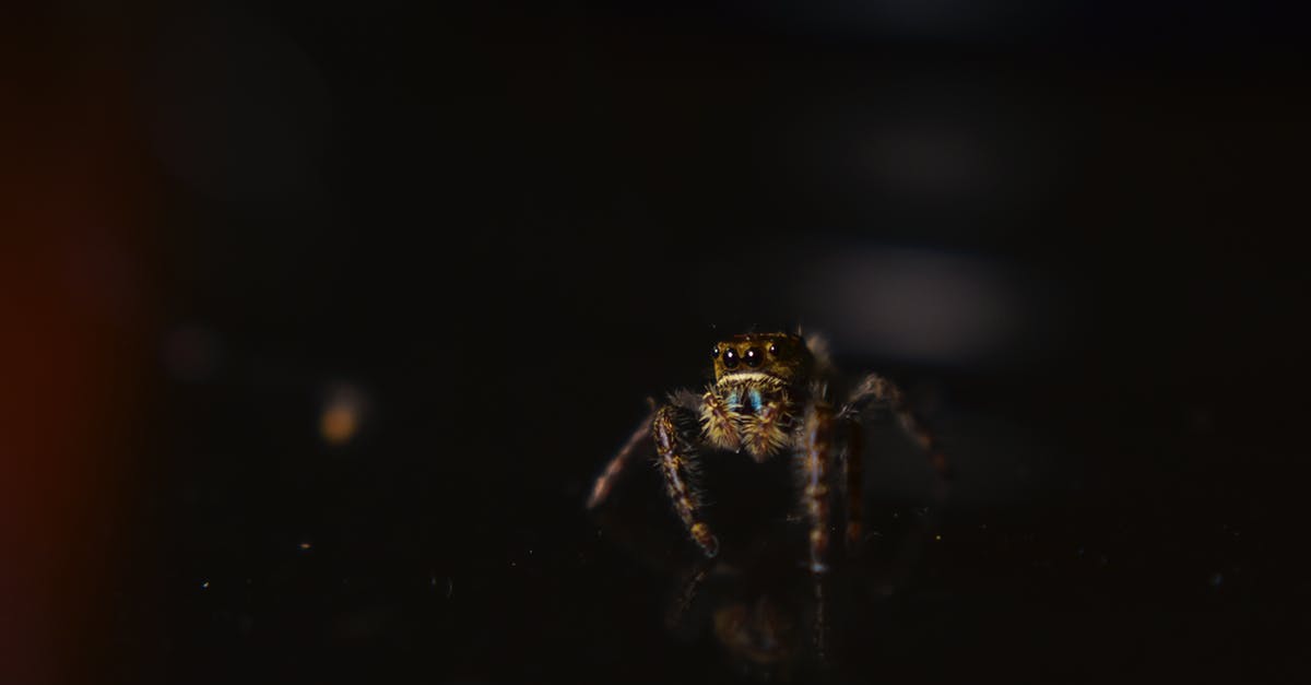 I am facing a weird bug in Minecraft stoneblock 2 with Roost - Tiny predatory dangerous wild spider with glimmering eyes and fluffy legs crawling on black surface