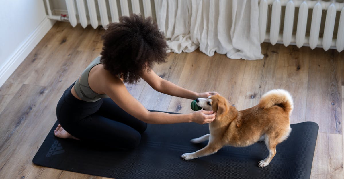 I bought a dog. What is it good for? - Free stock photo of afro, afro hair, animal I bought a dog. What is it good for? - Free stock photo of afro, afro hair, animal