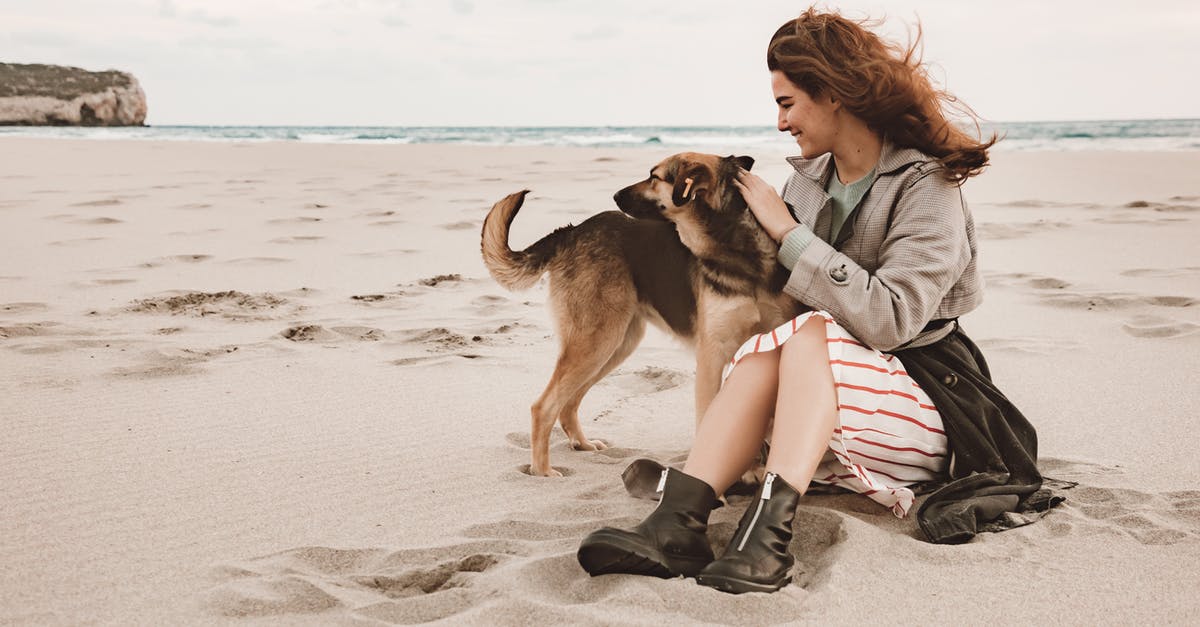 I bought a dog. What is it good for? - Free stock photo of beach, child, dog I bought a dog. What is it good for? - Free stock photo of beach, child, dog