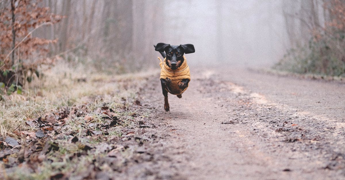 I bought a dog. What is it good for? - I bought a dog. What is it good for? -