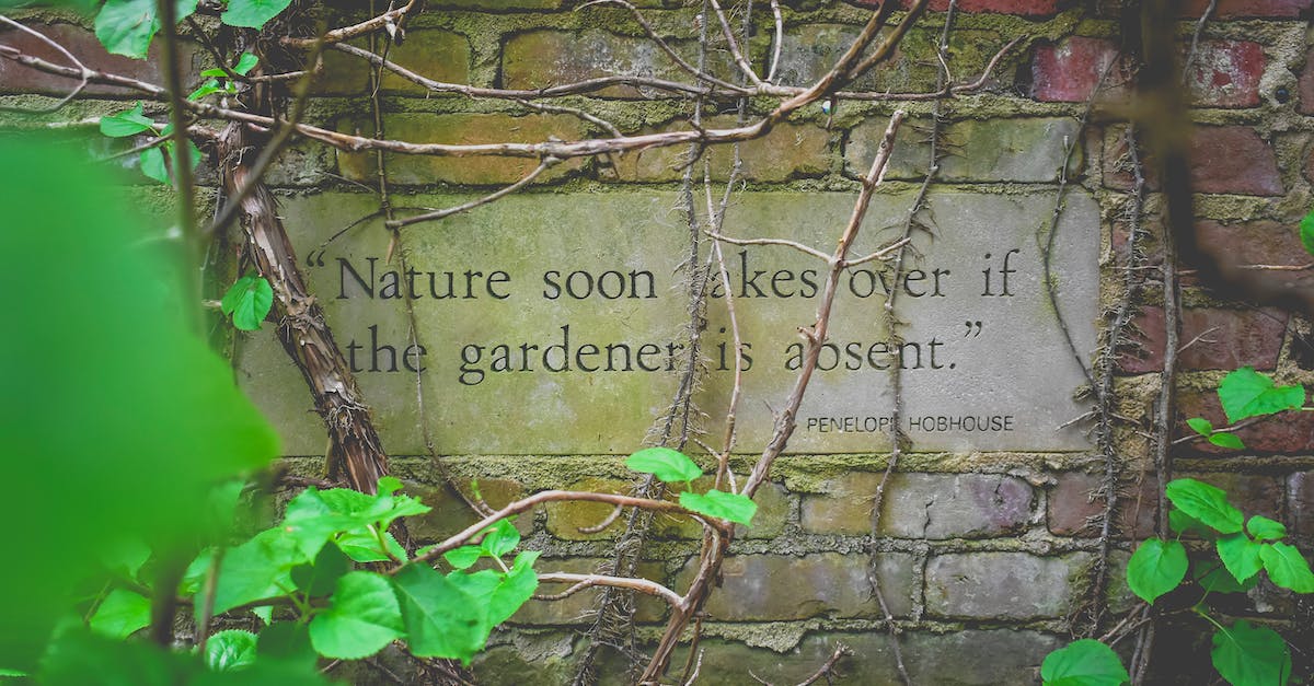 I can't complete "The Silence Has Been Broken" Quest - stuck with Farkas - From above author citation on signboard on old brick wall near growing creeping plants with colorful leaves and dry twigs