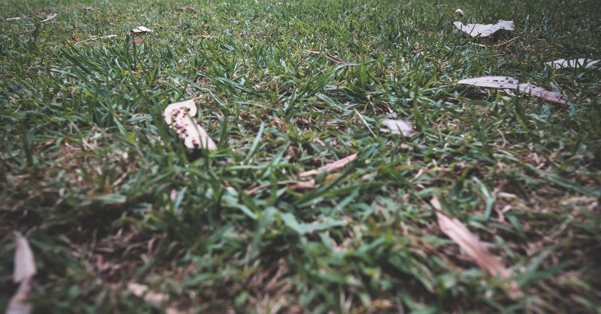 I can't leave a comment or star levels, why? - Green grass growing covered with dry fallen leaves in park with tall trees