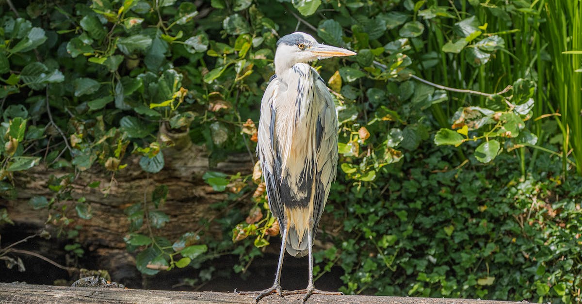 I can't log into my own bukkit server? - Graureiher