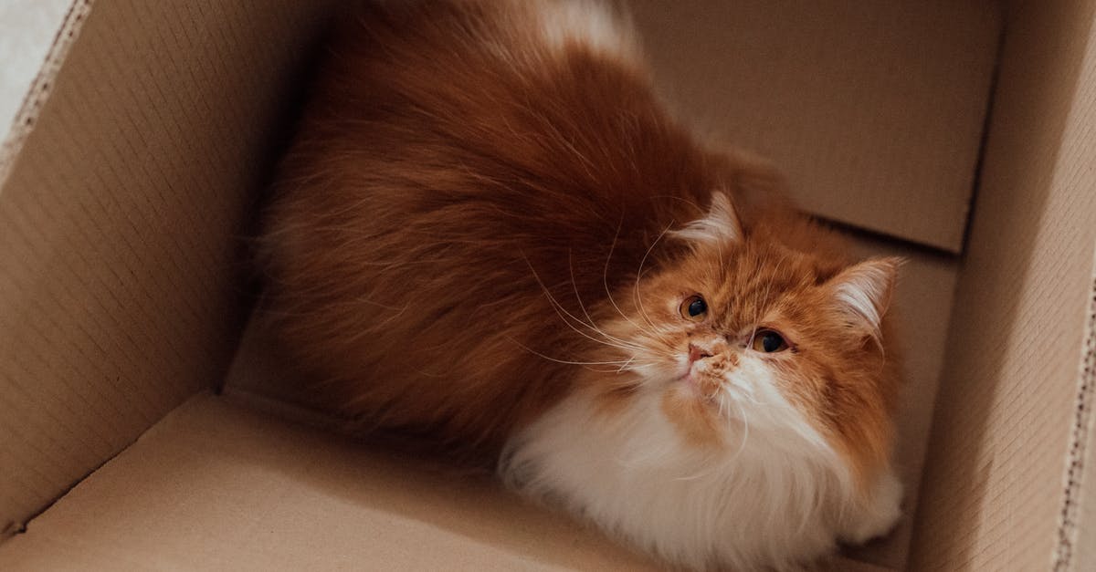 I cant see any pokemons in the nearby box [duplicate] - Orange and White Cat in Brown Cardboard Box