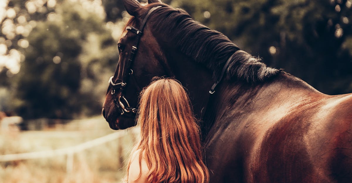 I cant switch back to first person after getting off a horse - Free stock photo of animal, animal lover, beautiful I cant switch back to first person after getting off a horse - Free stock photo of animal, animal lover, beautiful