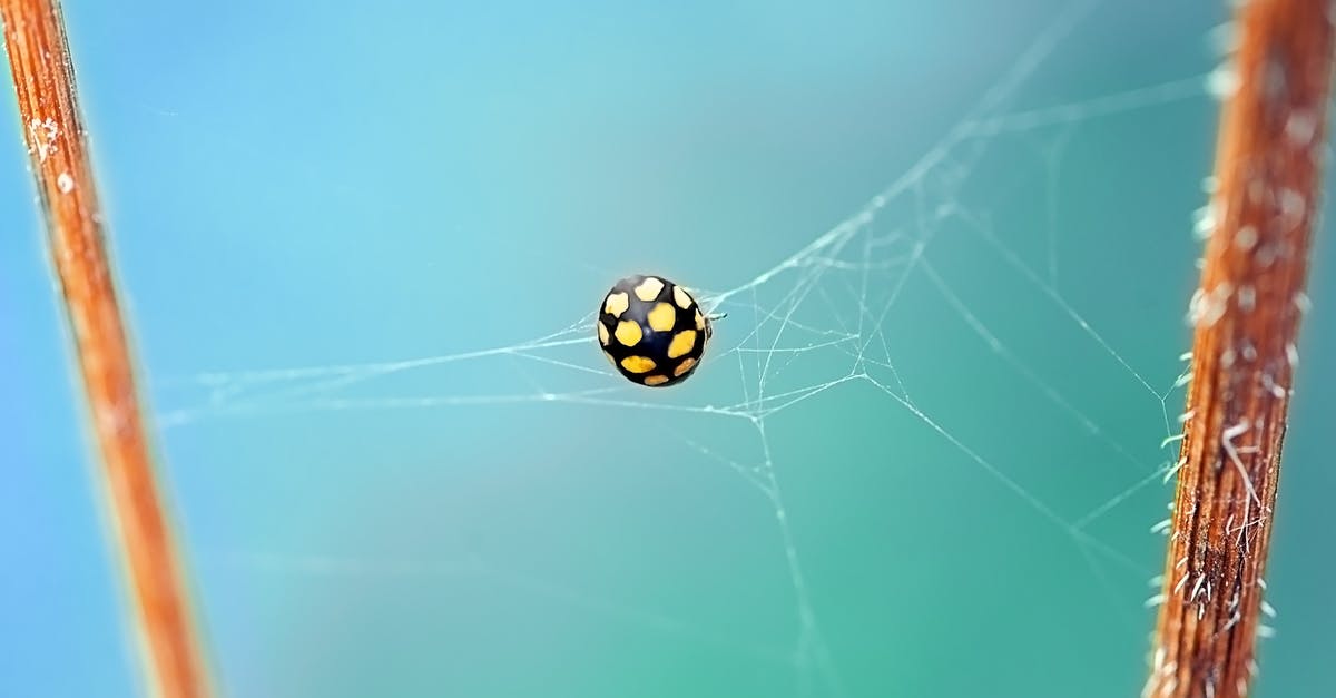 I caught an Eevee, which of its evolutions will it evolve into? - Shallow Focus Photography of Black and Yellow Spider on Web