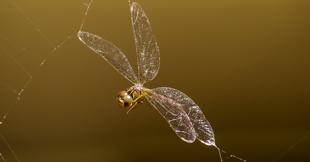 I caught an Eevee, which of its evolutions will it evolve into? - Macro Photography of Brown Darnersfly