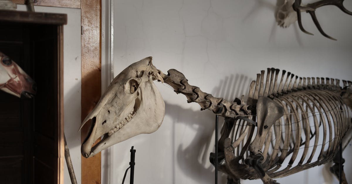 I found a skeleton horse that had spawned(No lightning/storm), and I tried to ride/tame it and it doesn't do anything [duplicate] - Skeleton of horse in museum