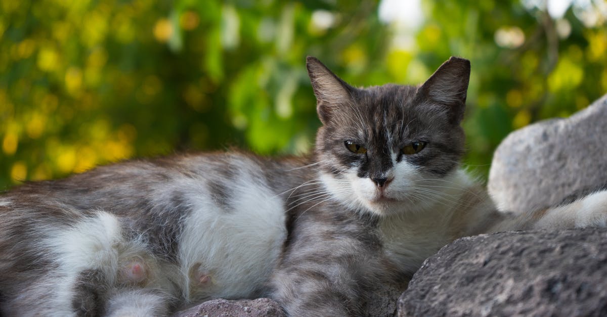 I found an egg, what do I do? - sleepy looking cat I found an egg, what do I do? - sleepy looking cat