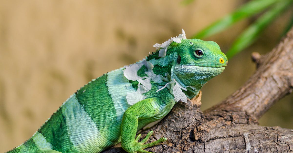 I have a custom Minecraft skin but it wont change, no matter what. Single or server - Green Iguana on Brown Branch Closeup Photo I have a custom Minecraft skin but it wont change, no matter what. Single or server - Green Iguana on Brown Branch Closeup Photo