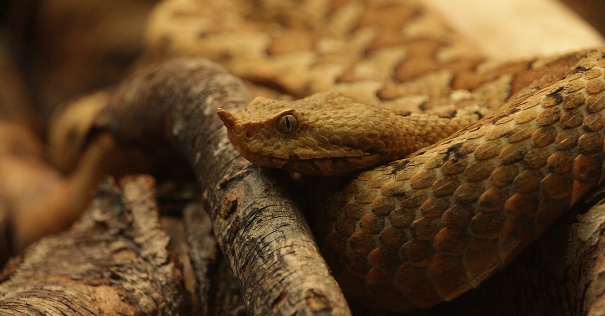 I have a custom Minecraft skin but it wont change, no matter what. Single or server - Fearful poisonous snake on tree trunk in terrarium I have a custom Minecraft skin but it wont change, no matter what. Single or server - Fearful poisonous snake on tree trunk in terrarium
